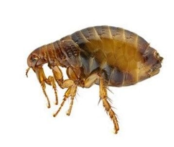 Insects & fleas
