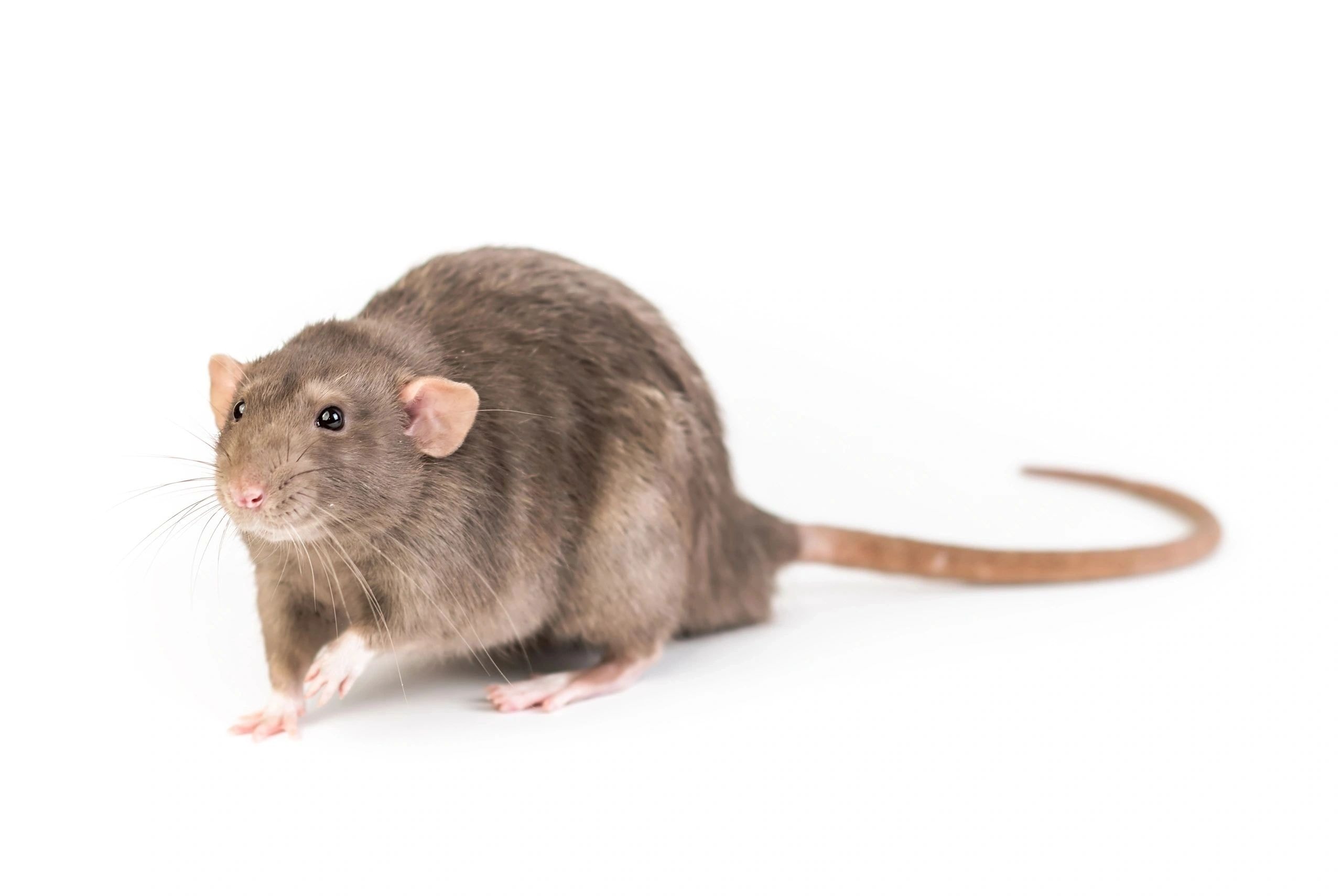 Rodents